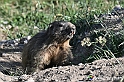 VBS_1 -  Plateau du Mont-Cenise, Grand Croix, Marmotte_-_0077 mt
